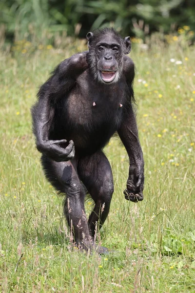 Portrait of chimpanzee, in natural habitat. Pan troglodytes at wild nature 