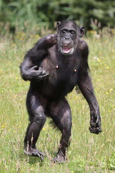 Portrait of chimpanzee, in natural habitat. Pan troglodytes at wild nature 