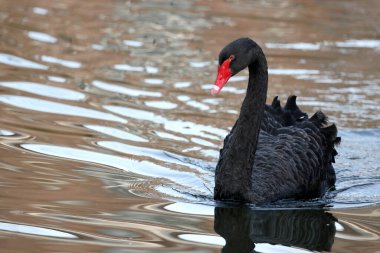 Portrait of black swan at wild nature, Cygnus atratus