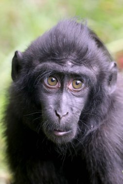 Close up shot of a crested macaque, Macaca Nigra