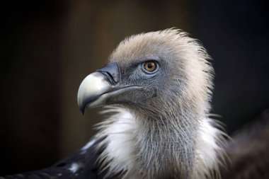 Griffon vulture at wild nature, Gyps fulvus