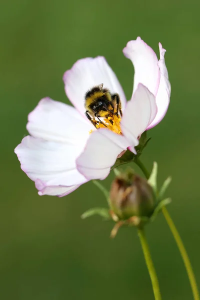 Bumblebee Flower Closeup — Stock Photo, Image