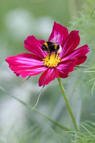 Bumblebee Flower Closeup — Stock Photo, Image