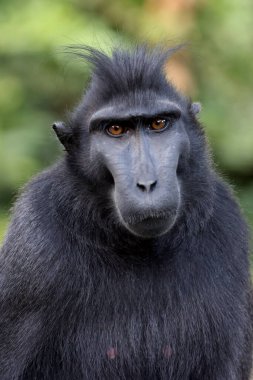 Armalı Macaque (Macaca Nigra) yakın plan portresi.