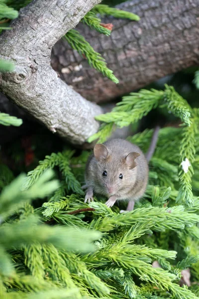 Портрет Крупным Планом Мышки Лесу — стоковое фото