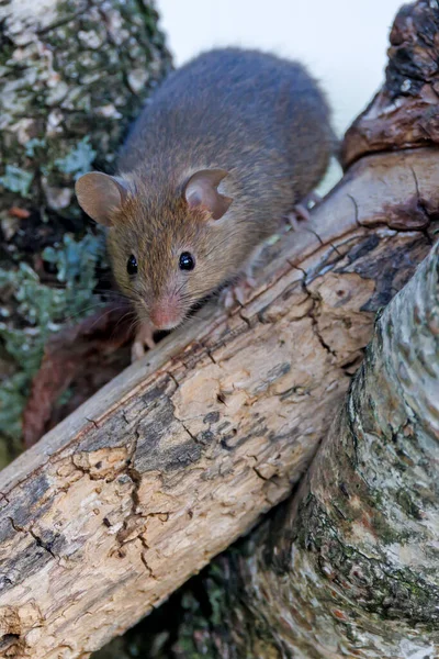 Nahaufnahme Porträt Einer Kleinen Maus Wald — Stockfoto