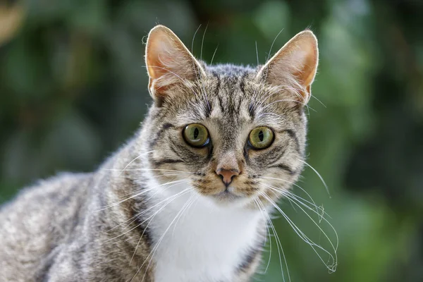 Menutup Rumah Kucing Melihat Kamera — Stok Foto