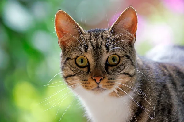 Закрыть Домашнюю Кошку Глядя Камеру — стоковое фото