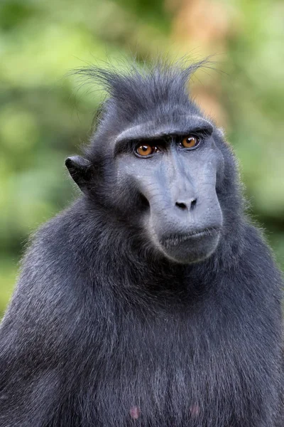 Crested Macaque Macaca Nigra Närbild Porträtt — Stockfoto