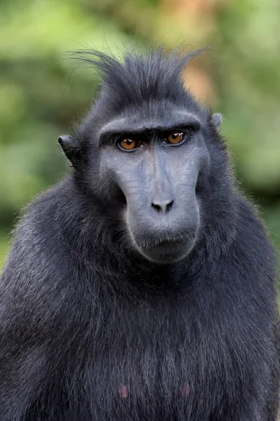 Macaco Crestado Macaca Nigra Retrato Primer Plano — Foto de Stock