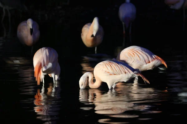 Chilean Flamingos Phoenicopterus Chilensis River — Stock Photo, Image
