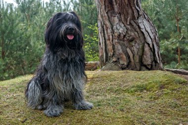Alman çoban köpeği, Schapendos. Ormanda poz veren sevimli bir hayvan..