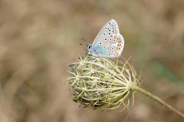 Крупный План Красивой Бабочки — стоковое фото