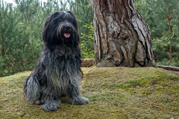 Cão Pastor Holandês Schapendoes Bonito Animal Posando Floresta — Fotografia de Stock