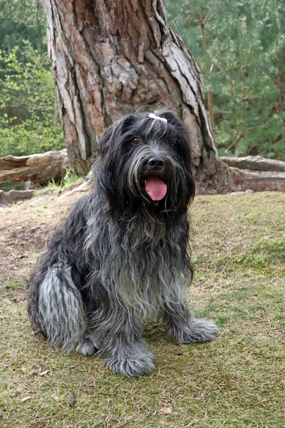 Chien Berger Hollandais Schapendoes Mignon Animal Posant Dans Forêt — Photo