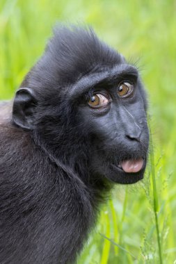 Celebes ibikli macaque (Macaca nigra), ayrıca ibikli siyah macak, Sulawesi ibikli macak ya da siyah maymun olarak da bilinir.