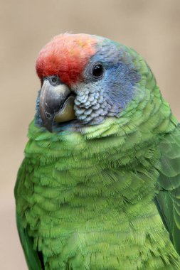 Doğal ortamında kırmızı kuyruklu Amazon (Amazona brasiliensis). 