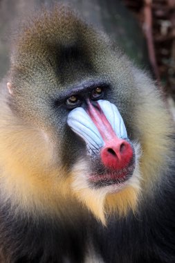 Mandrill (Mandrillus sfenks) portresini yakın çekim