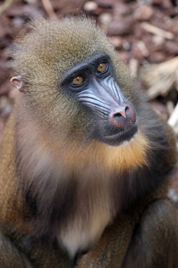 Mandrill (Mandrillus sfenks) portresini yakın çekim