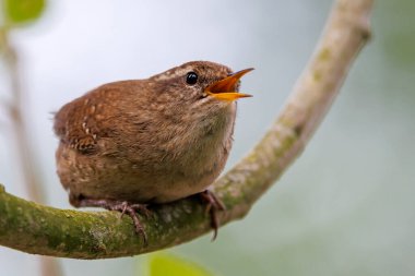 Avrasya çalıkuşu (Troglodit trogloditleri) ya da kuzey çalıkuşu dal üzerinde tünemektedir..