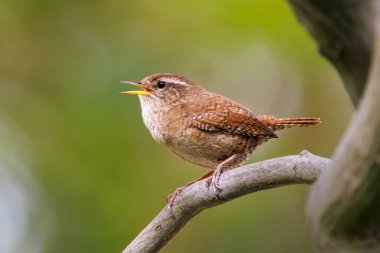 Avrasya çalıkuşu (Troglodit trogloditleri) ya da kuzey çalıkuşu dal üzerinde tünemektedir..