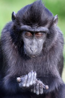 Celebes ibikli macaque (Macaca nigra), ayrıca ibikli siyah macak, Sulawesi ibikli macak ya da siyah maymun olarak da bilinir.