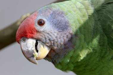 Doğal ortamında kırmızı kuyruklu Amazon (Amazona brasiliensis). 