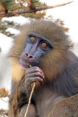 Mandrill (Mandrillus sfenks) portresini yakın çekim
