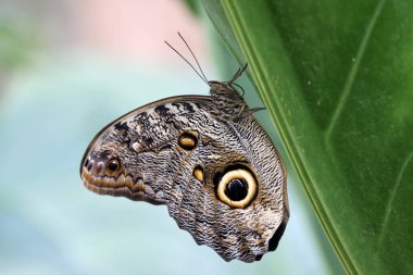 Caligo atreus, Nymphalidae familyasından bir kelebek türü.