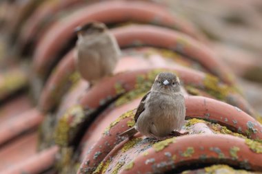 Ev serçesinin yakın çekimi, Passer domesticus, küçük kuş. 