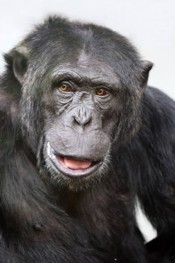 Yakın çekim şempanzesi (Pan trogloditleri) 