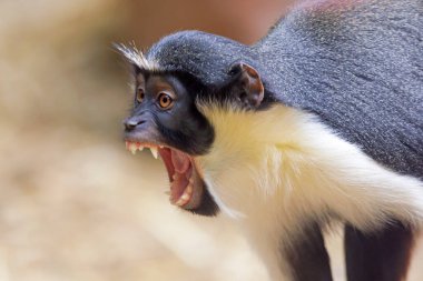 Diana maymunu (Cercopithecus diana) yakın plan portresi