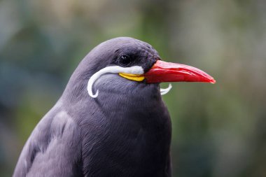 The Inca tern (Larosterna İnca) yakın plan fotoğrafı