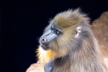 Mandrill (Mandrillus sfenks) portresini yakın çekim