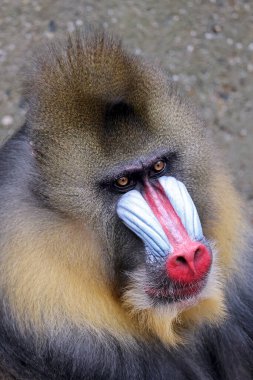 Mandrill (Mandrillus sfenks) portresini yakın çekim