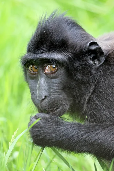 Celebes Crested Macaque Macaca Nigra Also Known Crested Black Macaque — Stock Photo, Image