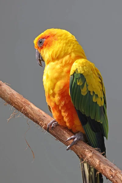 Солнце Попугай Aratinga Solstitialis Солнце Conure Сидя Ветке — стоковое фото