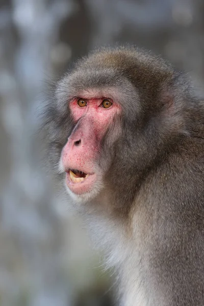 Ιαπωνική Macaque Macaca Fuscata Επίσης Γνωστό Χιόνι Μαϊμού — Φωτογραφία Αρχείου