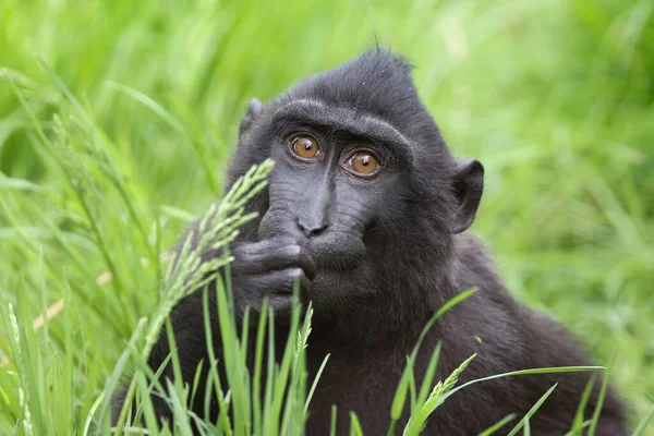 Makak Czubaty Celebes Macaca Nigra Znany Również Jako Czubaty Czarny — Zdjęcie stockowe