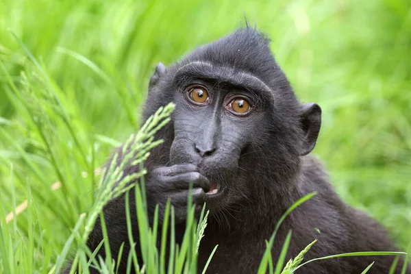 Celebes Ibikli Macaque Macaca Nigra Ayrıca Ibikli Siyah Macak Sulawesi — Stok fotoğraf