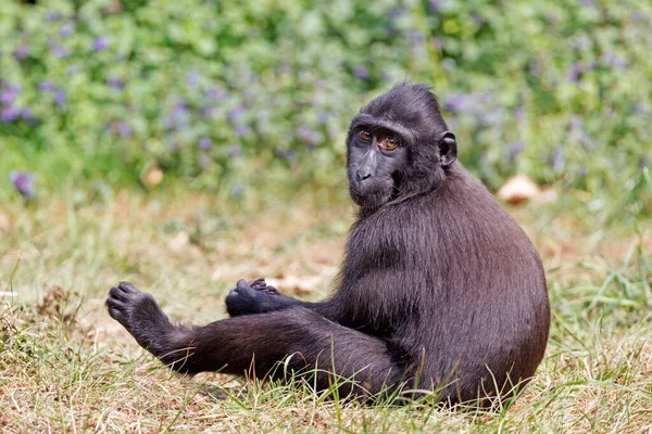 Celebes ibikli macaque (Macaca nigra), ayrıca ibikli siyah macak, Sulawesi ibikli macak ya da siyah maymun olarak da bilinir.