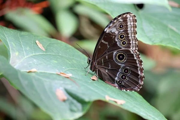 Close Shot Beautiful Butterfly — Stock Photo, Image