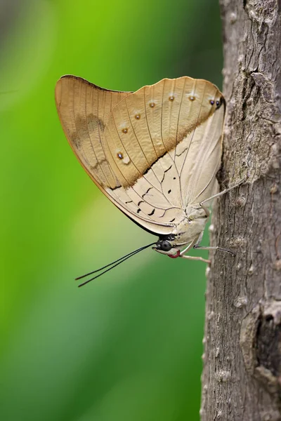 Primer Plano Hermosa Mariposa —  Fotos de Stock