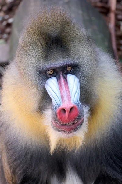 Mandrill (Mandrillus sfenks) portresini yakın çekim