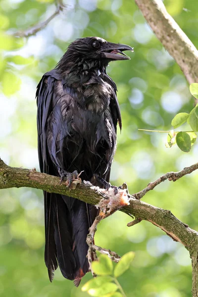 Die Aaskrähe Corvus Corone — Stockfoto
