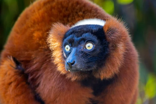 Kırmızı Yakutlu Lemur Varecia Rubra Doğal Yaşam Alanında — Stok fotoğraf