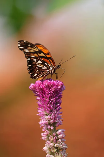 Zár Megjelöl Szemcsésedik Ból Gyönyörű Pillangó — Stock Fotó