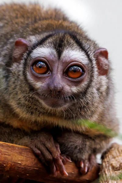 Κοντινό Πορτραίτο Της Τρίχρωμης Νυχτερινής Μαϊμούς Aotus Trivirgatus Της Βόρειας — Φωτογραφία Αρχείου