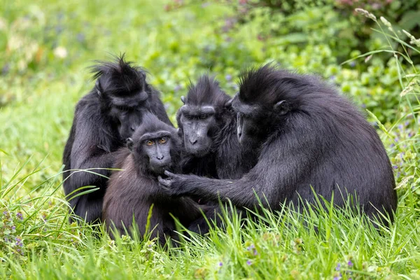 Macaco Cresta Celebes Macaca Nigra También Conocido Como Macaco Negro — Foto de Stock