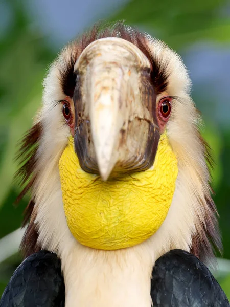 Der Kranzvogel Rhyticeros Undulatus Nahaufnahme — Stockfoto